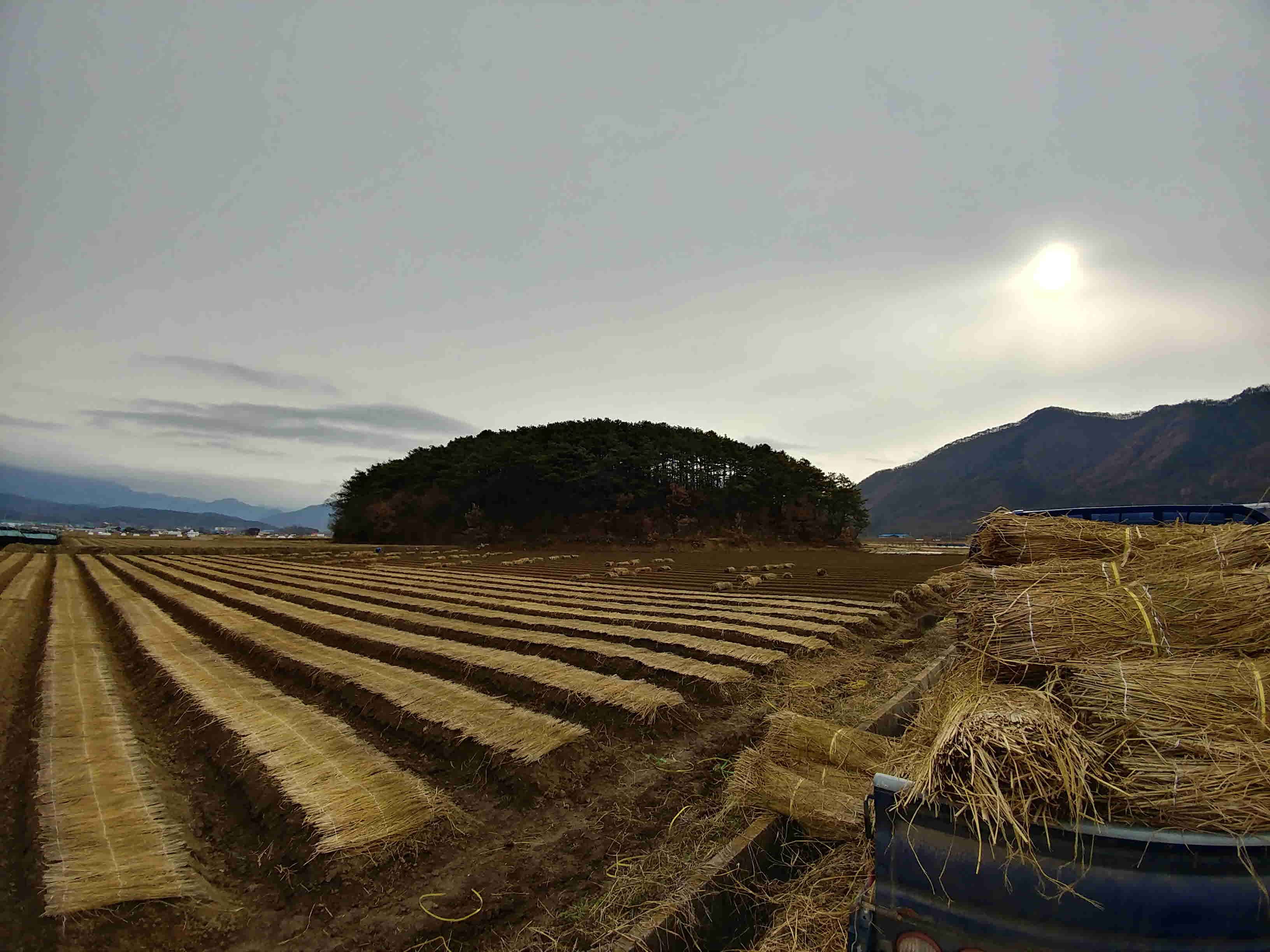 인삼파종기 인삼씨앗파종 인삼파종방법 인삼심기 인삼재배 인삼농사 삼남자 보은군 개갑인삼씨앗 (37).jpg