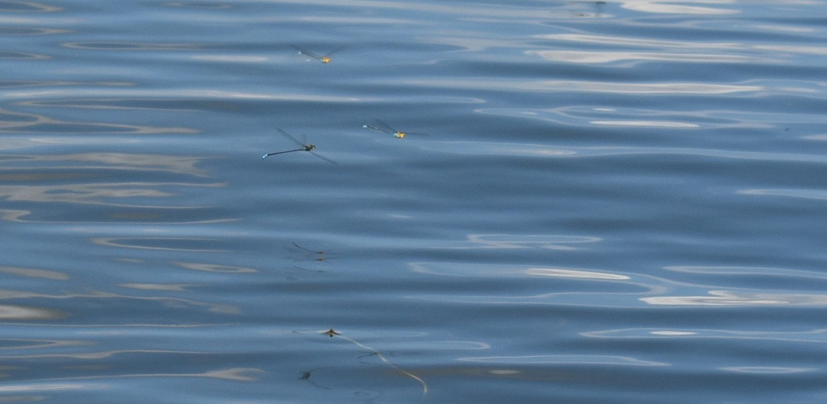 DSC_0043.jpg