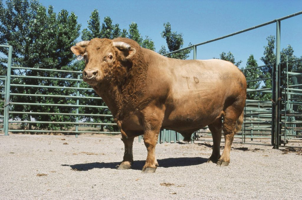 Domestic Cattle + Americon Bison = Beefalo.jpg