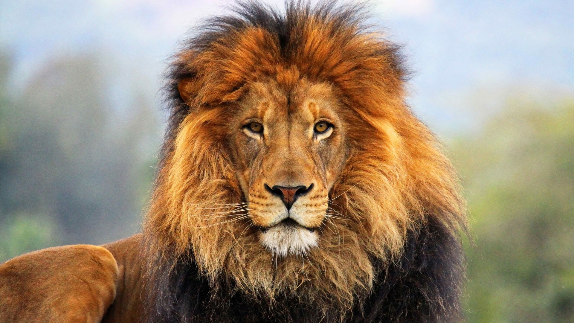 face_eyes_lion_fur_mane_85403_1920x1080.jpg