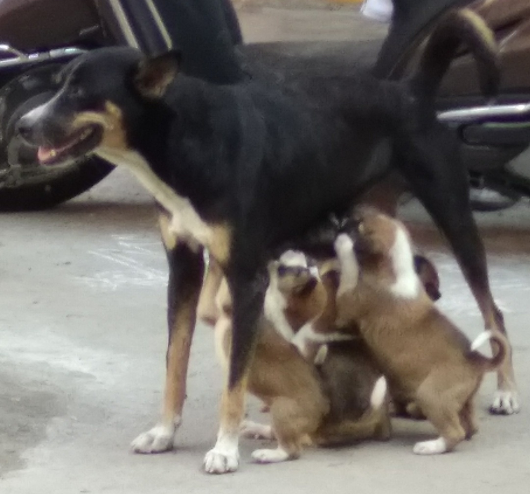 dogwithpuppies_1.jpg