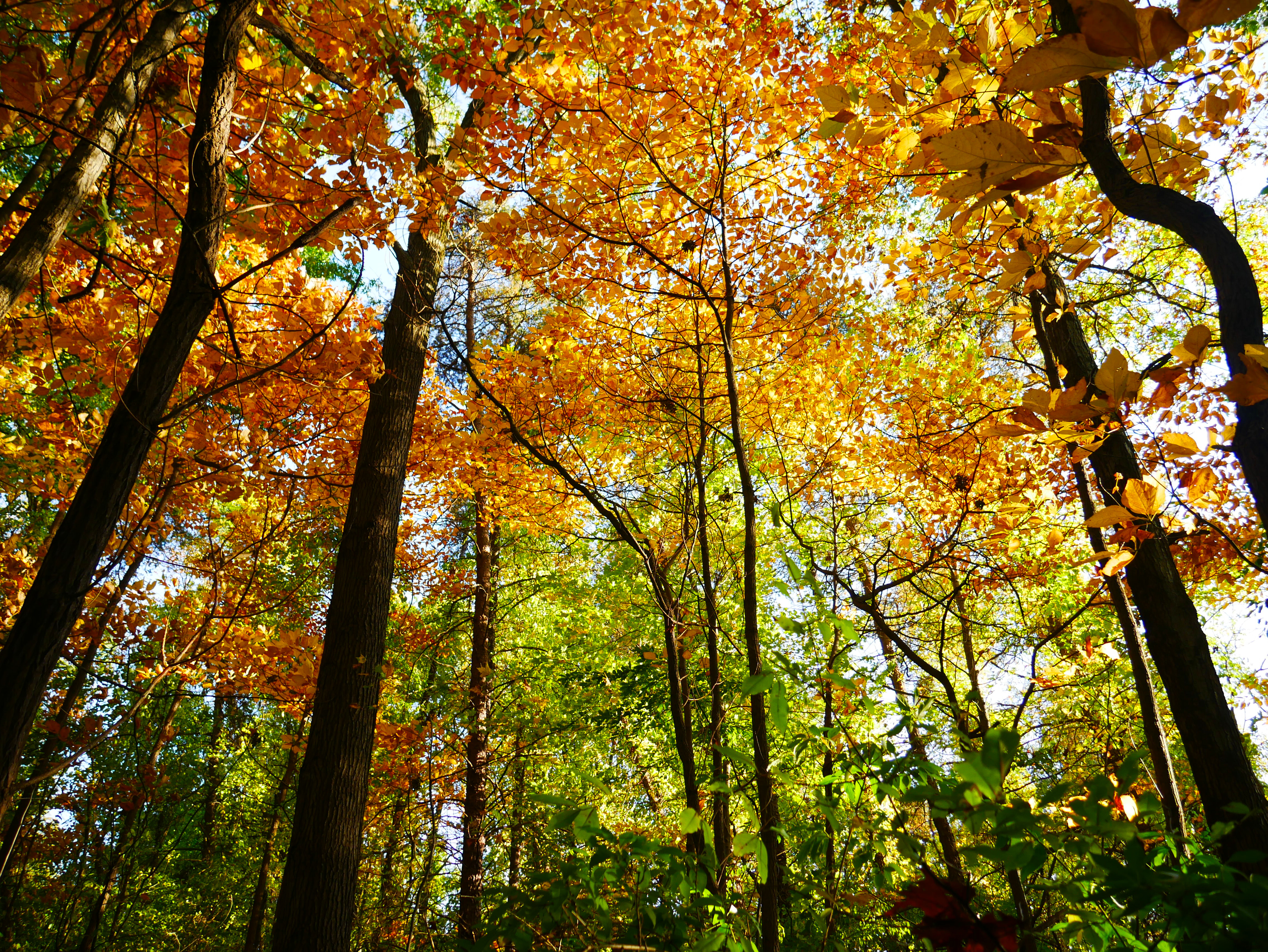 BRIGHT_LEAVES_PS_P1050124.jpg