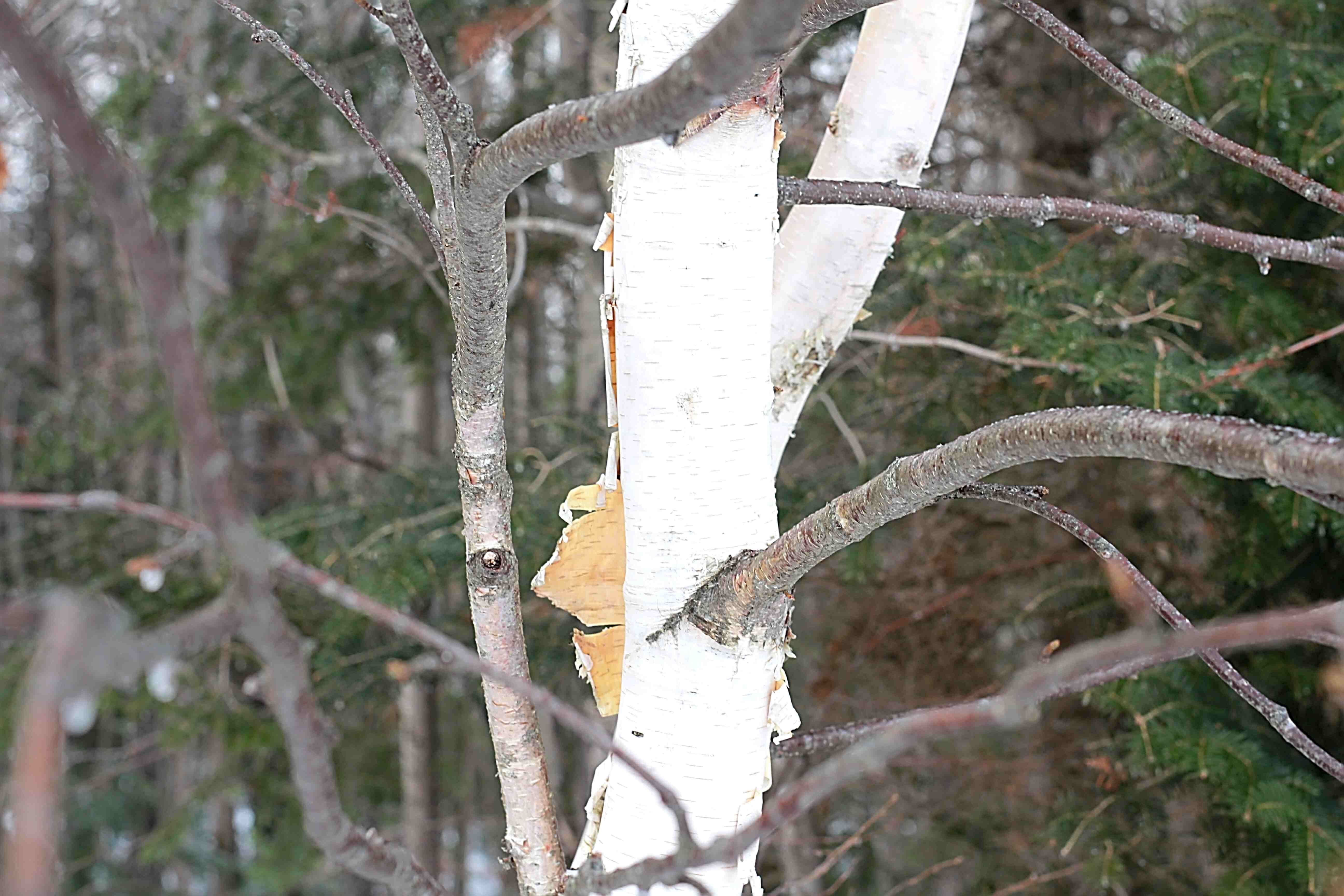 Birch trees are a common site across the North woods