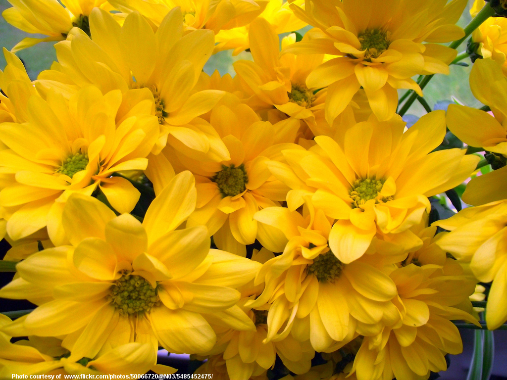 ClusterOfYellowFlowers-082417.jpg