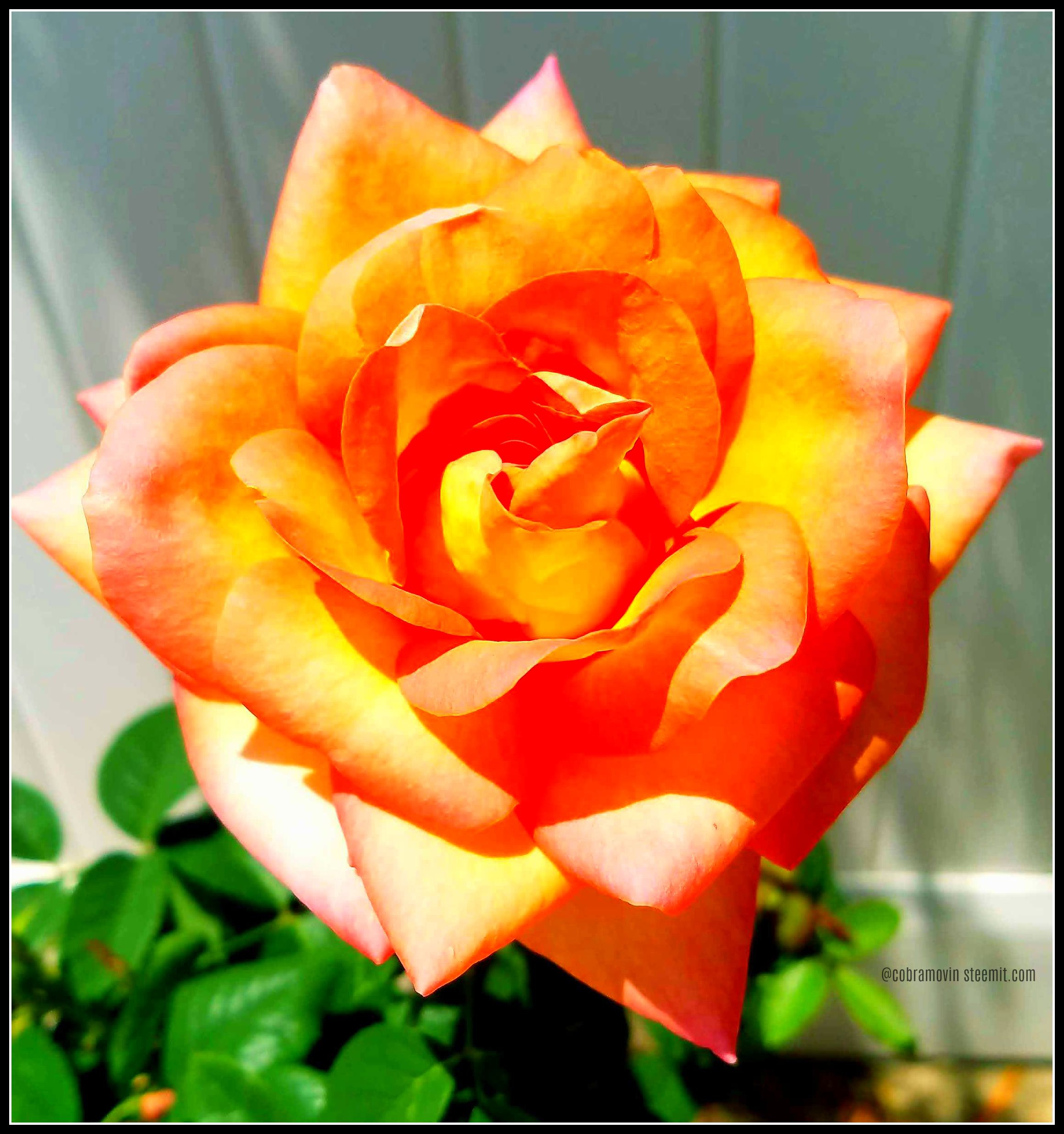 Full bloom orange rose.jpg