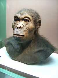 Homo habilis.JPG