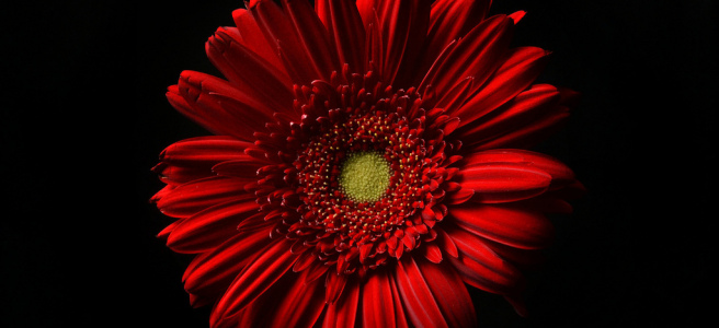 red-gerbera-daisy-1.jpg