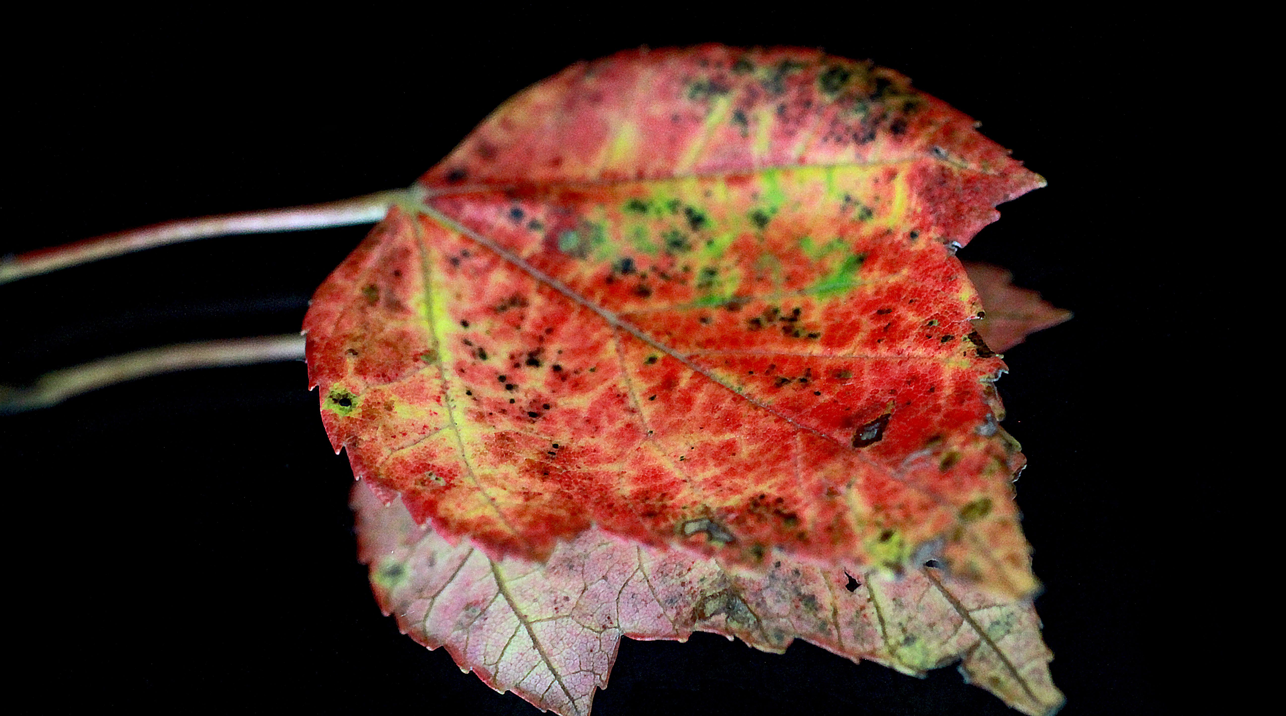 leaf1.jpg