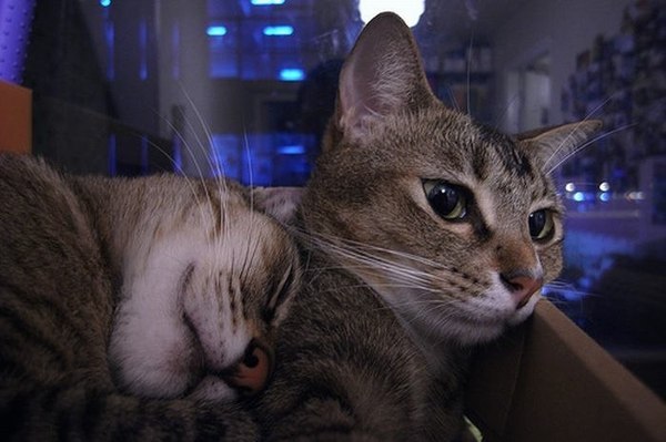 kedi.jpg