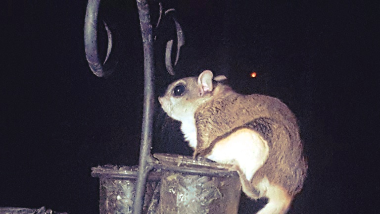 Ozark Critters Flying Squirrel At My Bird Feeder Video Included
