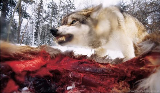 446305_hungry-wolf_1866x1081_h-e1509664614210.jpg