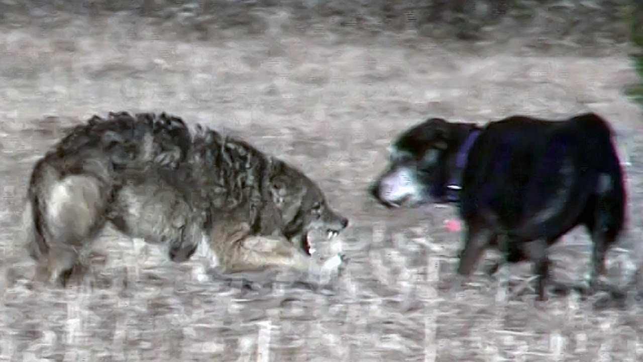 Собаки против людей. ВЕО волкодав. Восточноевропейская овчарка против волка.