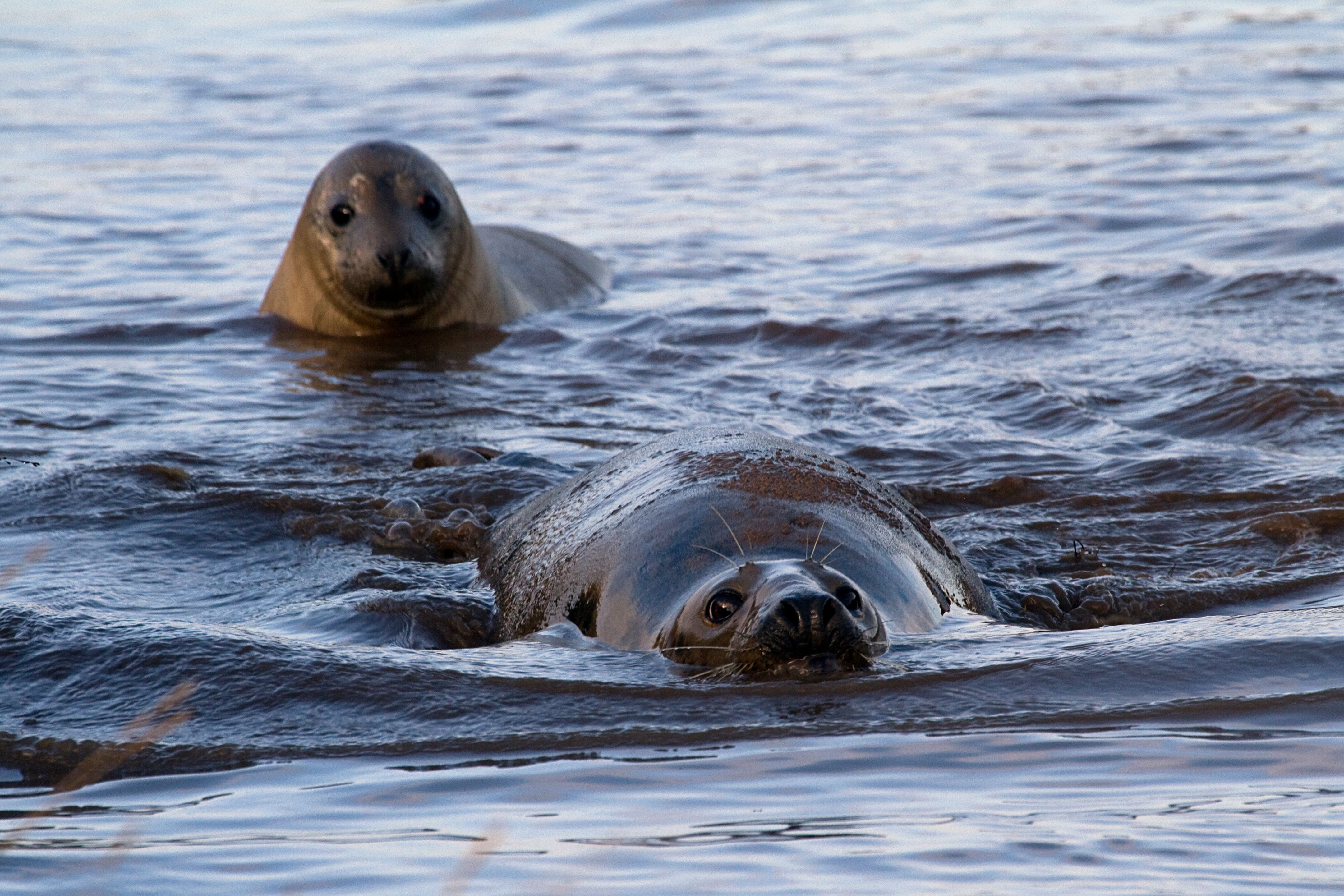 Seals in the water.jpg