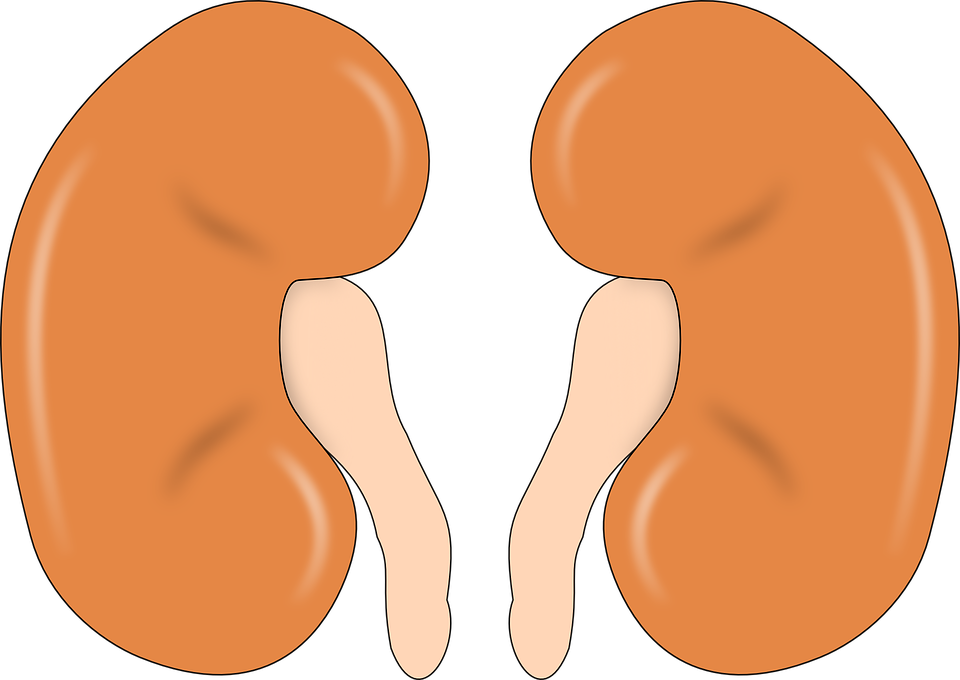 kidney-147499_960_720.png