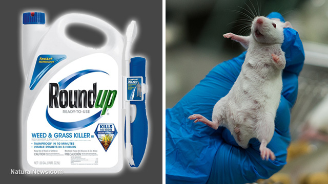 RoundUp-Lab-Rat.jpg