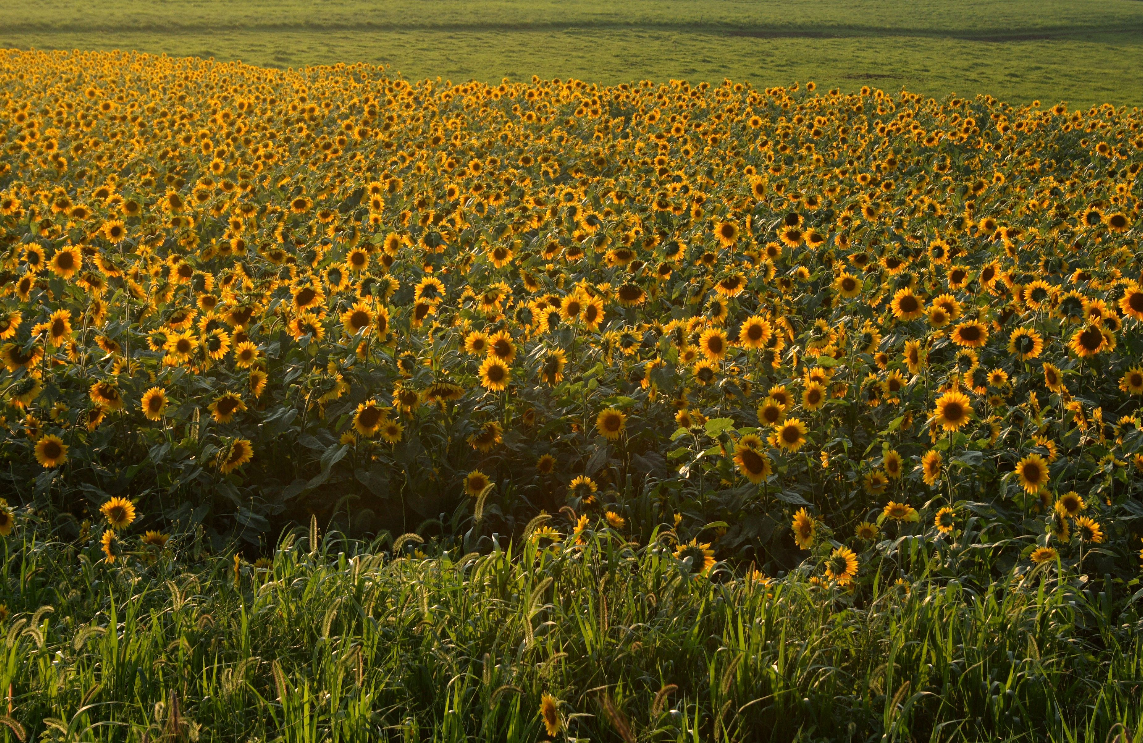 Sunflowers 2.jpg