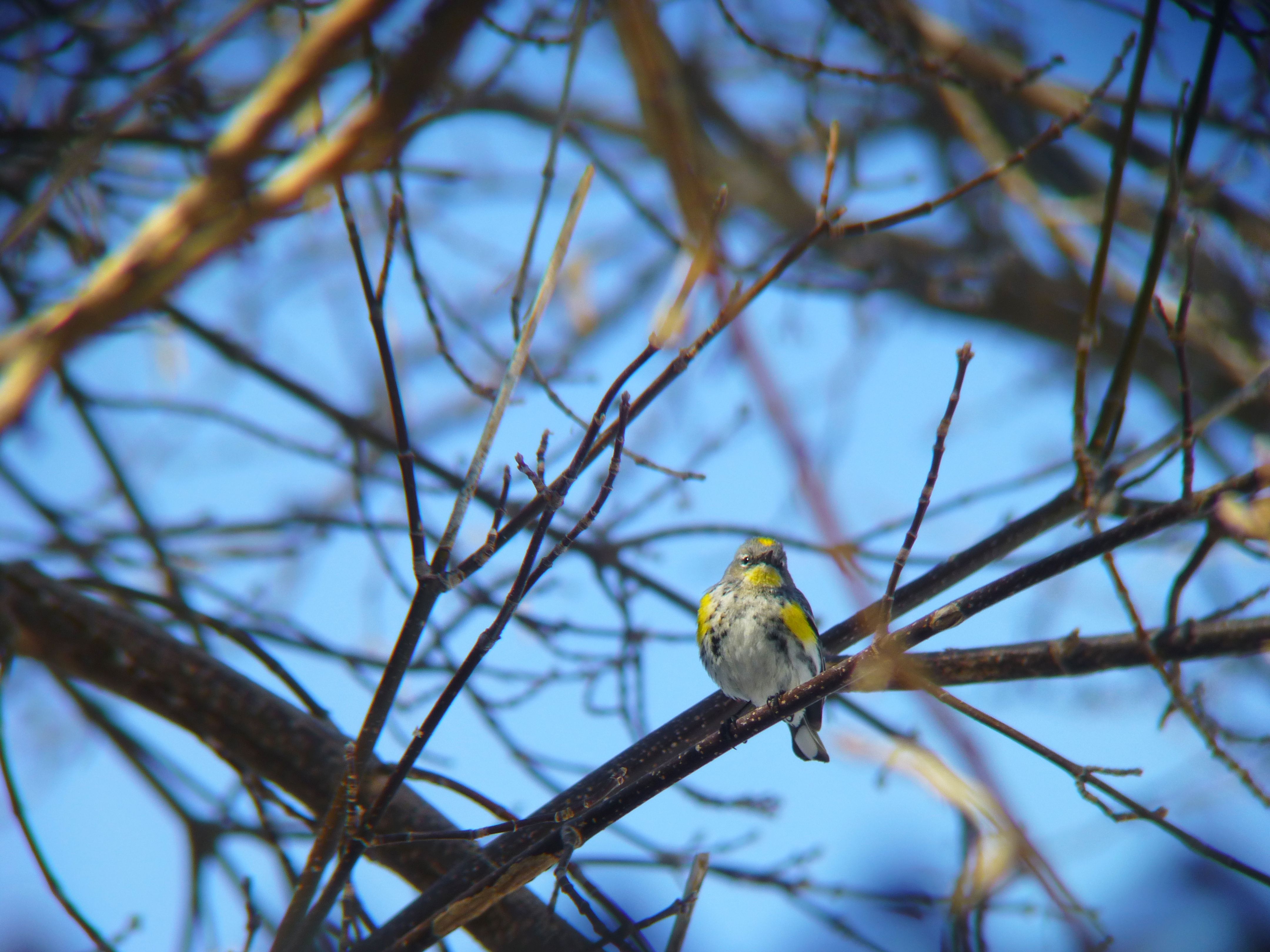 Yellow-rumped Warbler.jpg