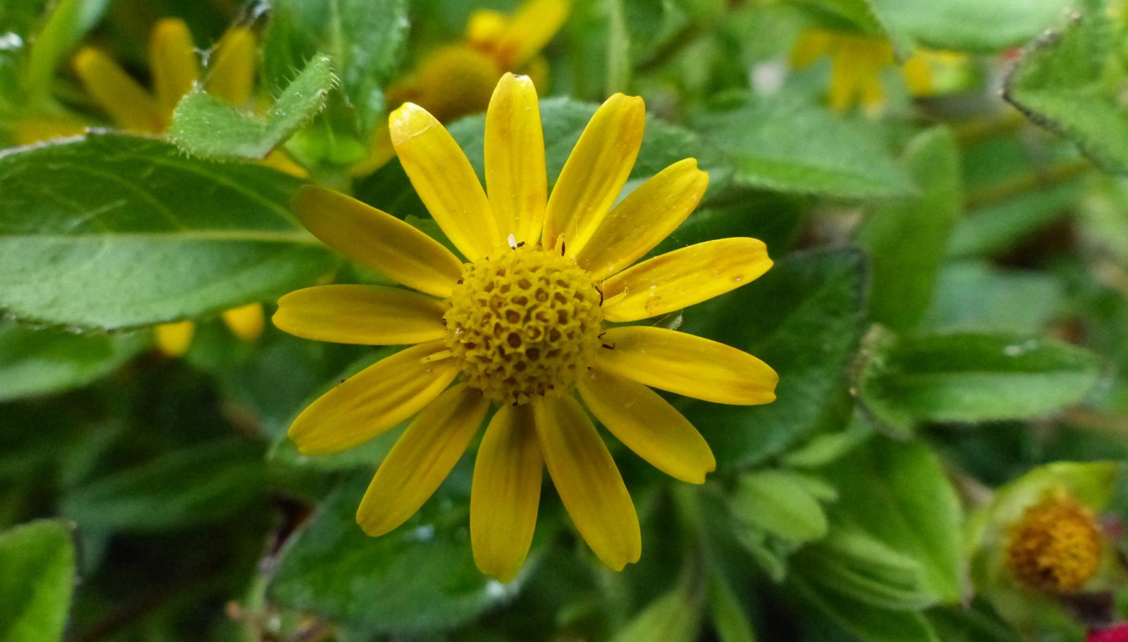 realyellow.jpg
