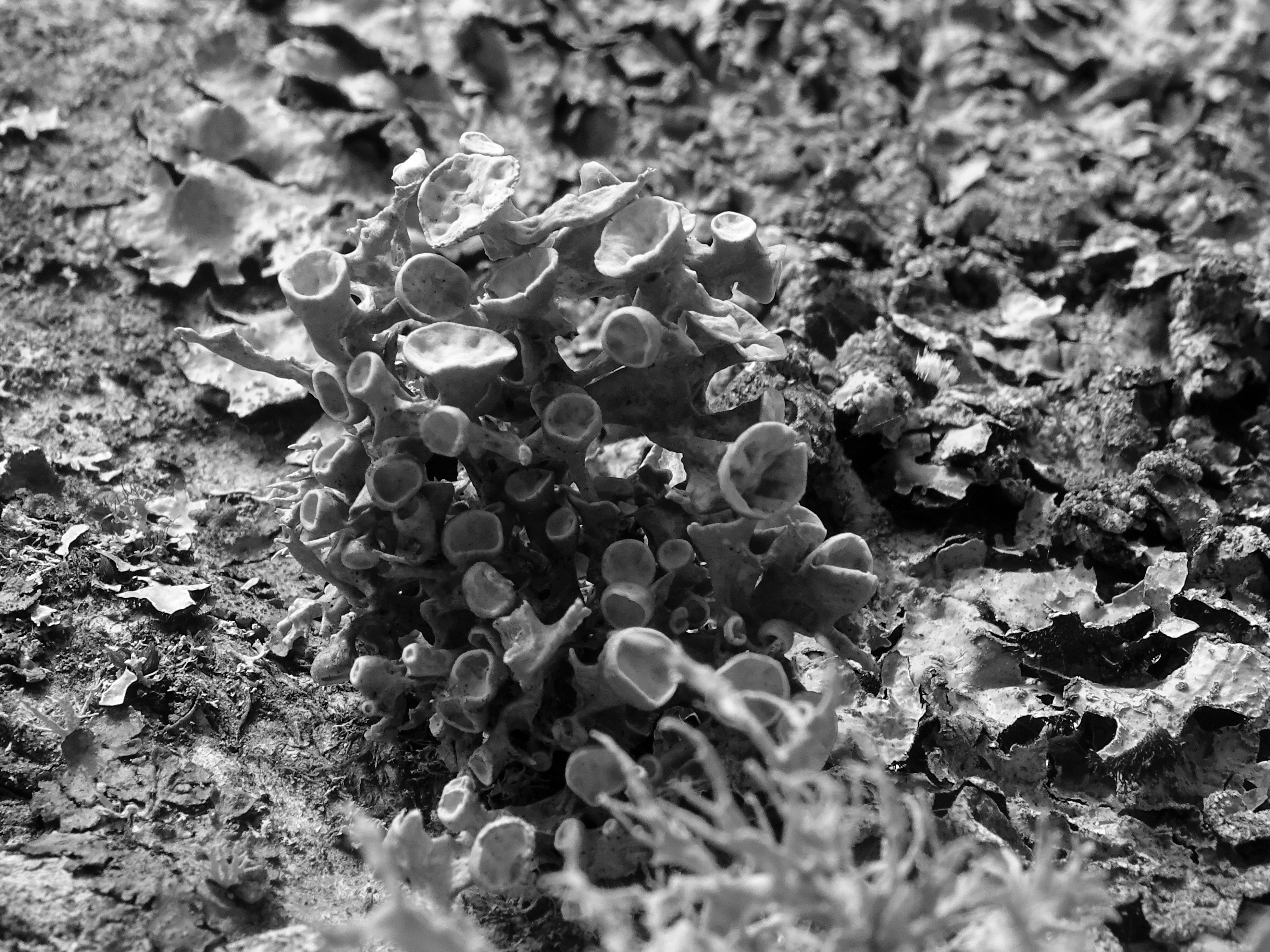 bwlichen1.JPG