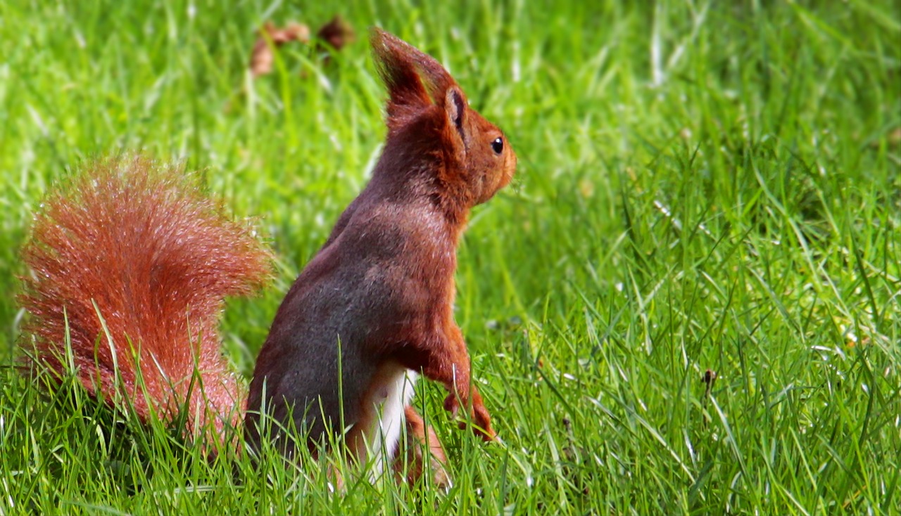 squirrel-3306618_1280.jpg