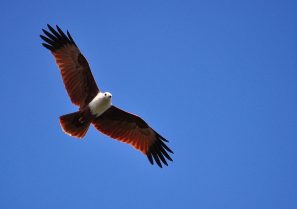 Brahmyni-Kite-600x422.jpg