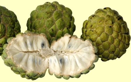 shahorier_1337860777_1-16.Custard_Apple.jpg