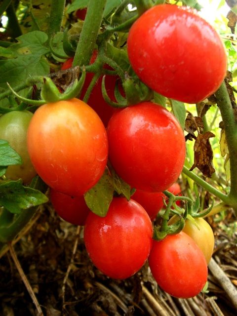 cherry tomato 1.jpg