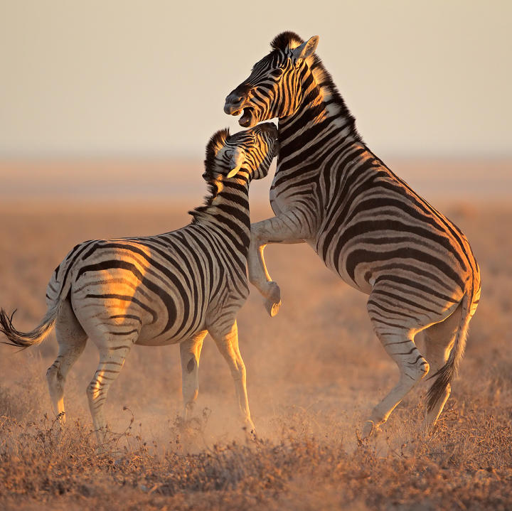 wild-animal-safari-zebra-5371037.jpg