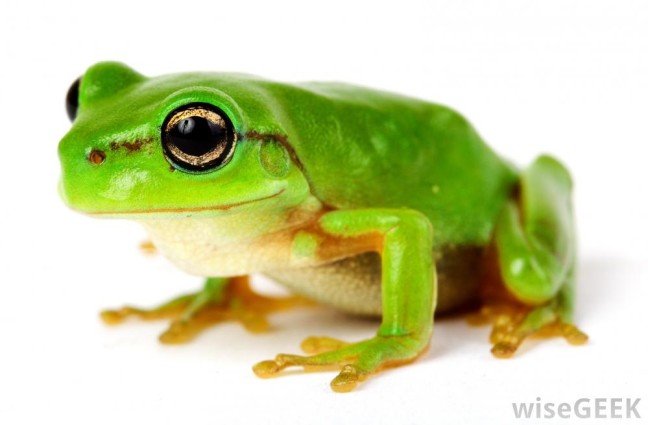 green-frog-wallpapers1-648x425.jpg