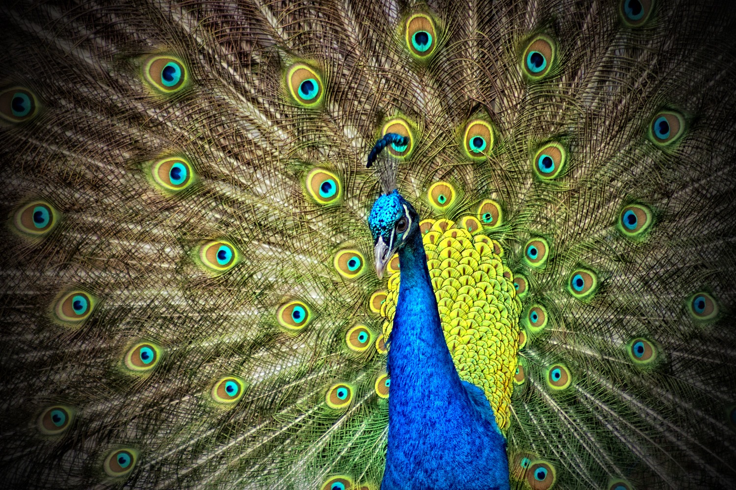 peacock-50515.jpg