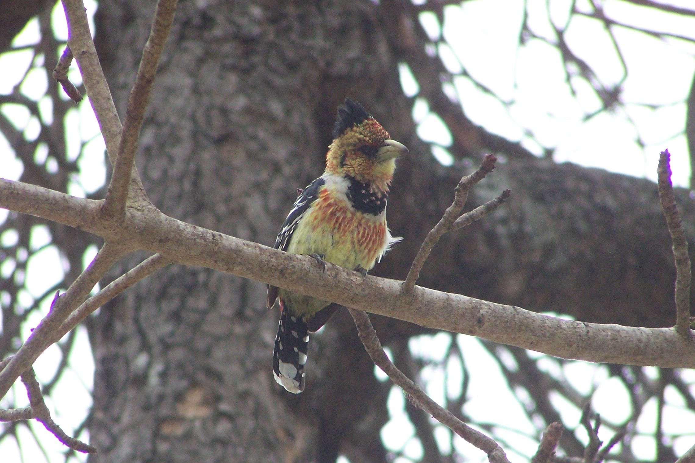 KNP Satara-Lower Sabi 2009 025.JPG