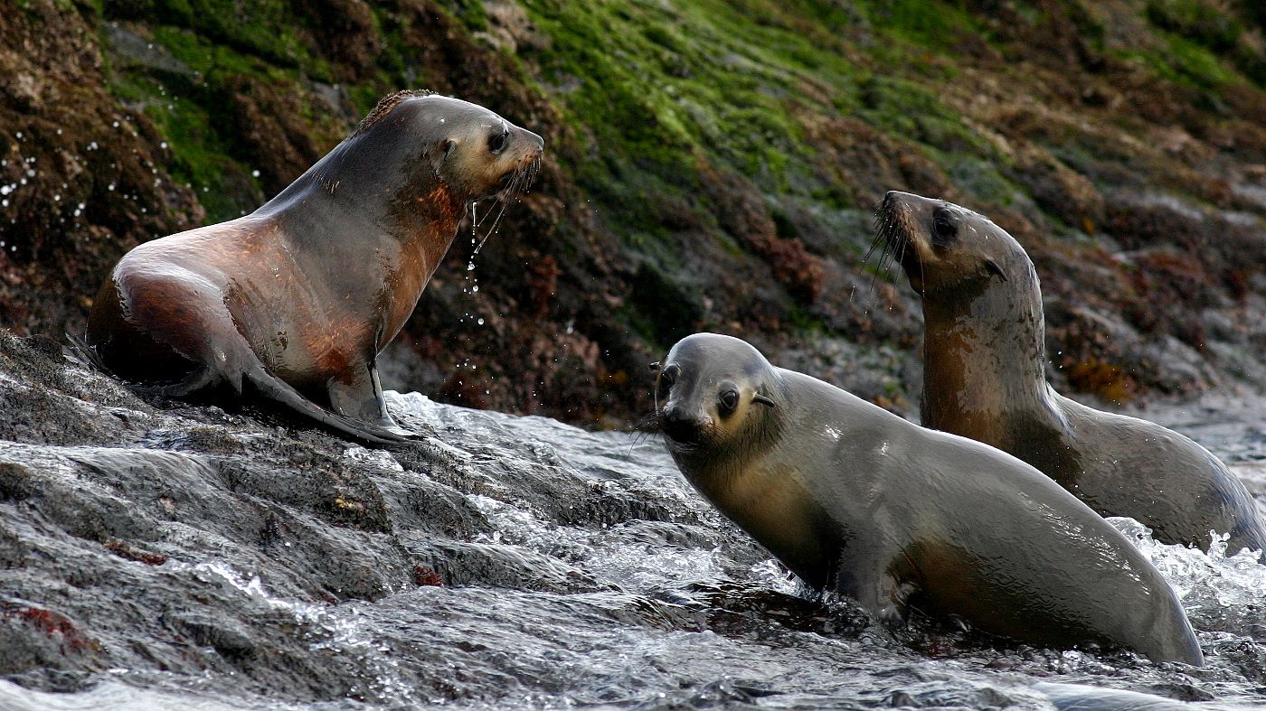 Australian Fur Seal Bull Rock Stanley Tas n9.jpg