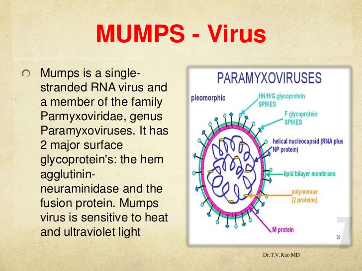 Mumps virus. Вирус паротита поражает. The structure of the mumps virus. Вирус mumps Rubulavirus.