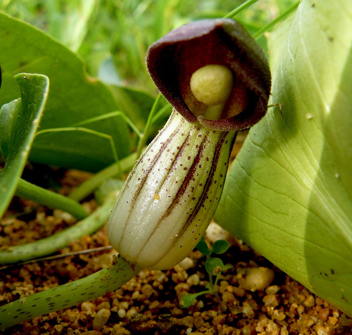 arisarum simorrhinum 5.jpg