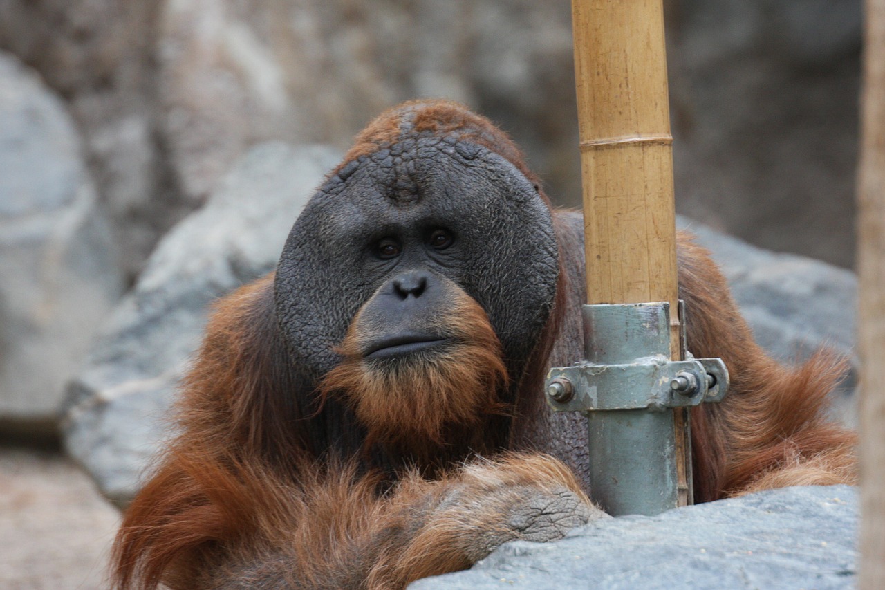 orangutan-836428_1280.jpg