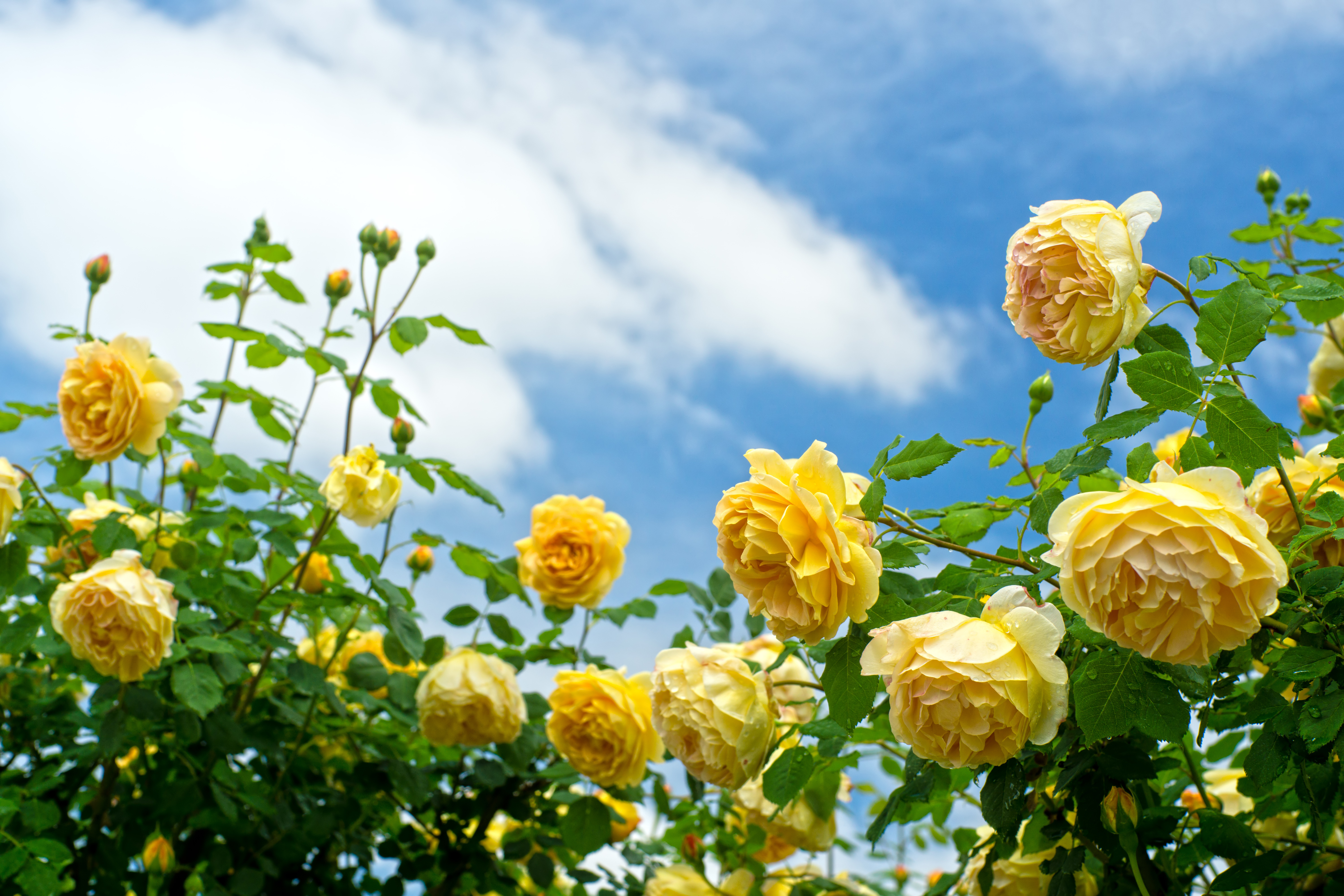 Roses_Yellow_Shrubs_537693_6000x4000.jpg