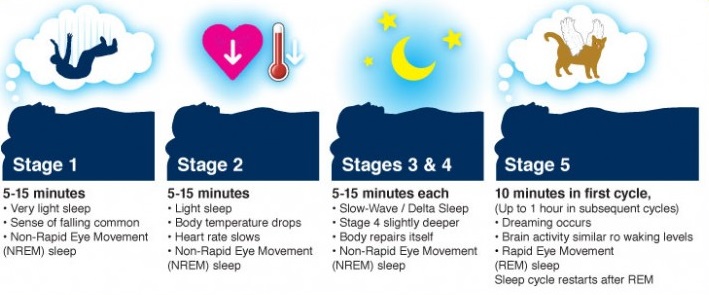 Stages-of-Sleep.jpg