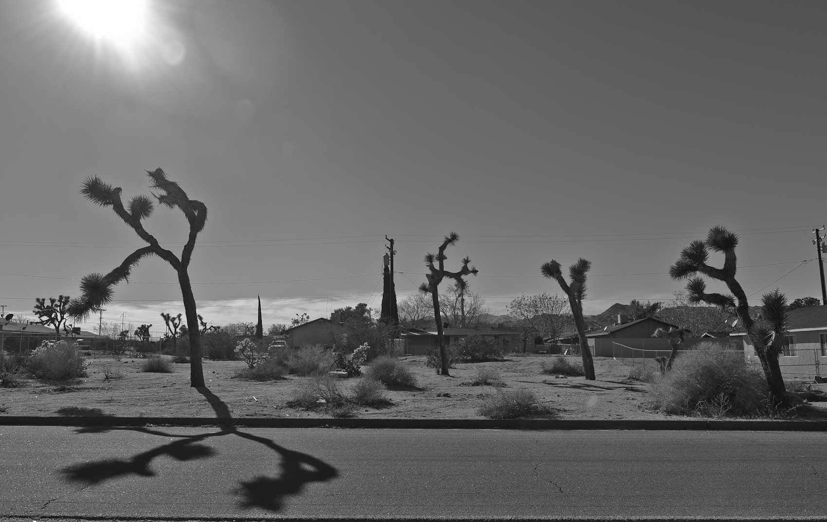 joshua-tree_13120961953_o.jpg