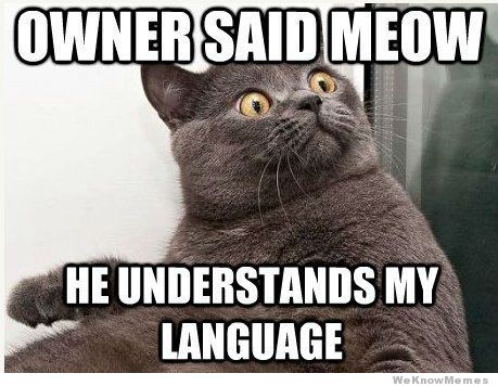 owner-said-meow-he-understands-my-language.jpg