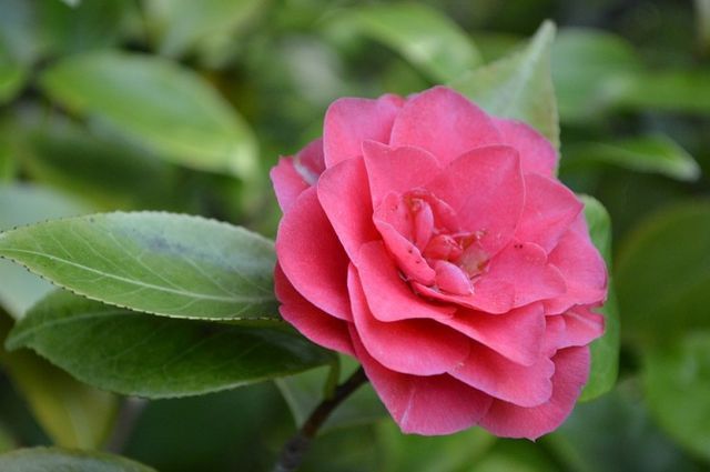 camellia01-768x510.jpg