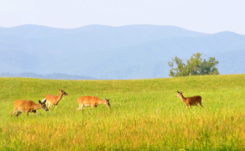cade cove wildlife.jpg