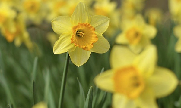 daffodils_by_adrianafilip-d7d5ypn.jpg