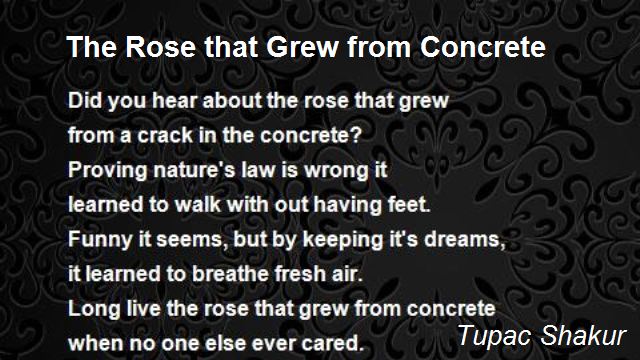 the-rose-that-grew-from-concrete-2.jpg