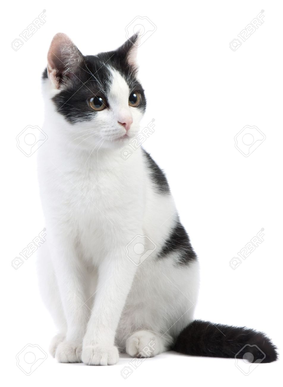 8032643-cute-black-and-white-kitten-on-a-white-background-Stock-Photo-cat.jpg