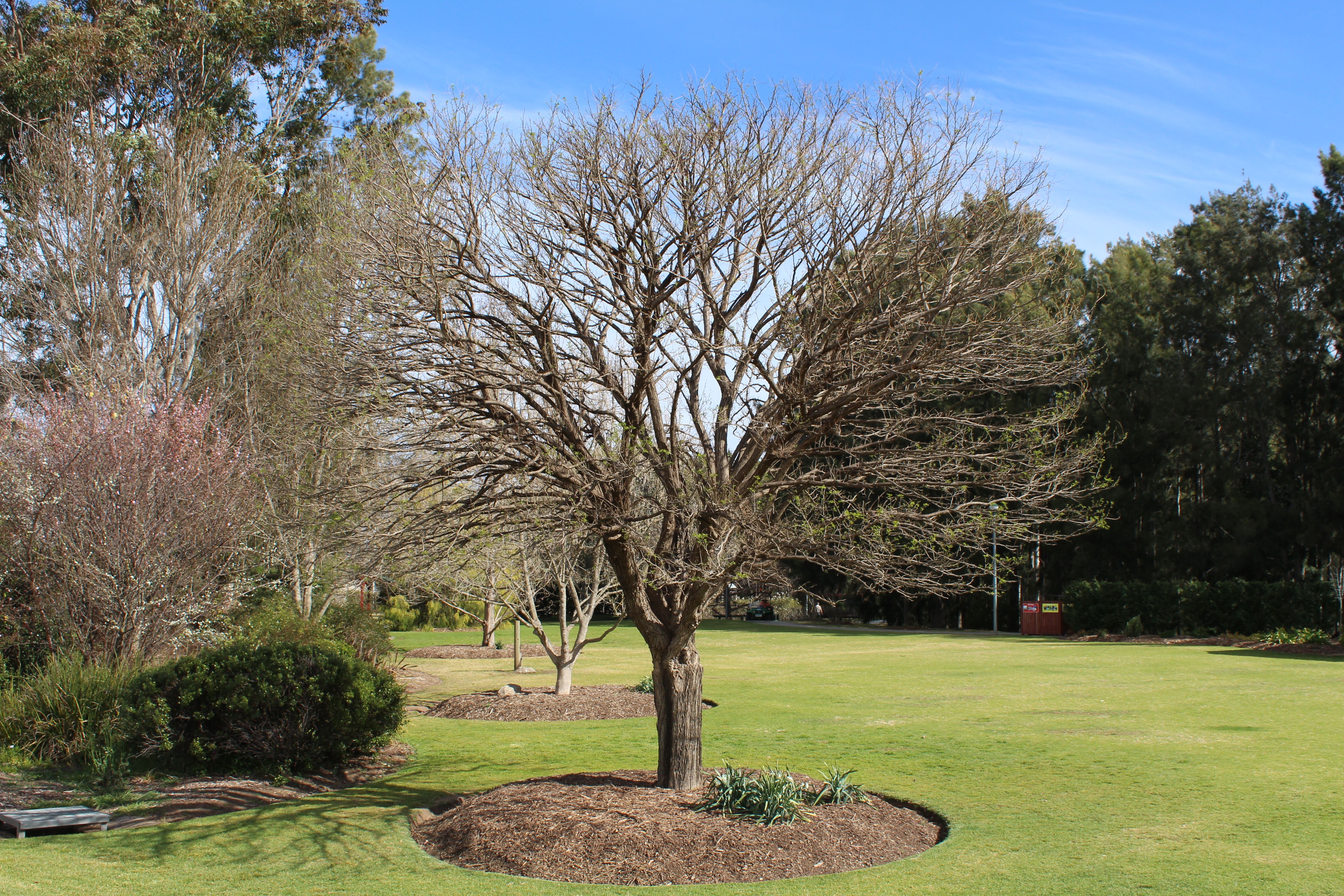 Picton Botanic Gardens Nsw Fasci Garden