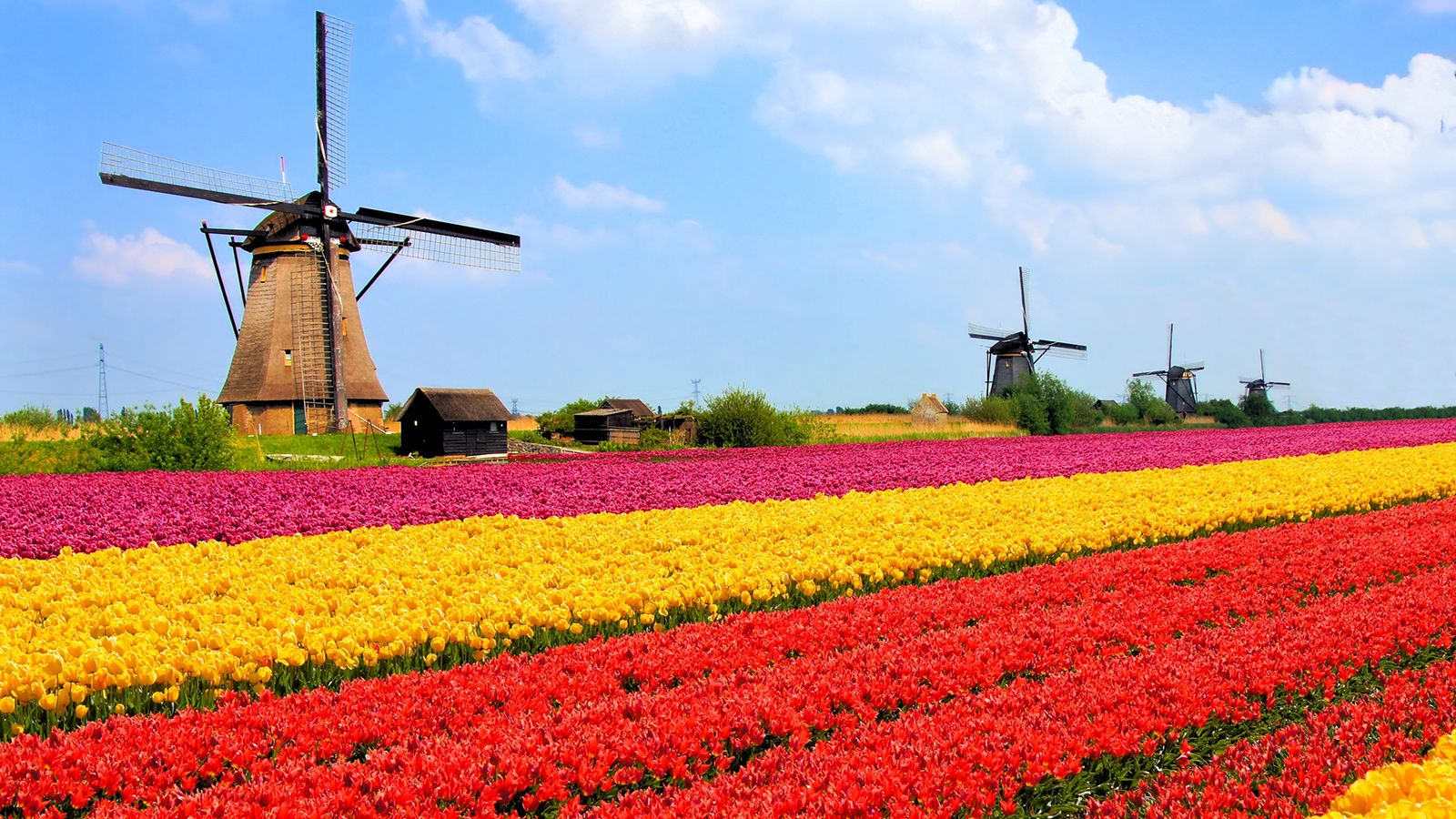 netherlands-tulip-fields.ngsversion.1412611022288.jpg