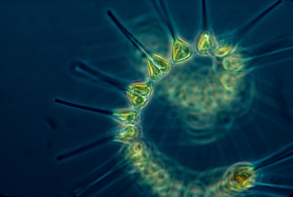 phytoplankton-1348508_960_720.jpg