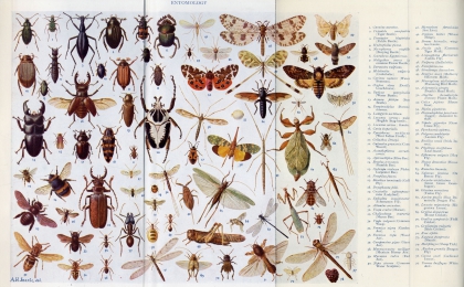 entomology.jpg