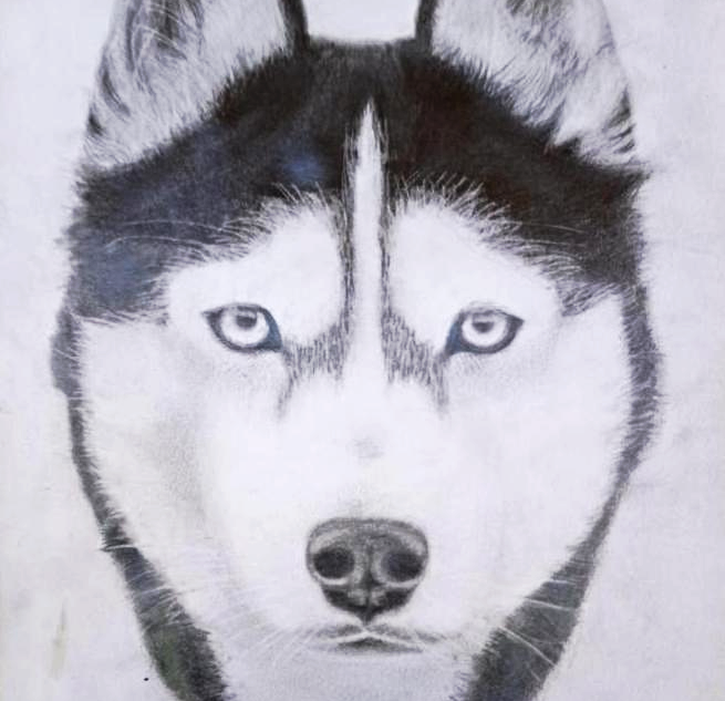 Share 83+ husky sketch easy - in.eteachers