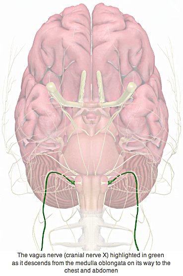 xvagus-nerve-picture-369by557-ad52e2.png.pagespeed.ic.qPVFMN7xCL.jpg